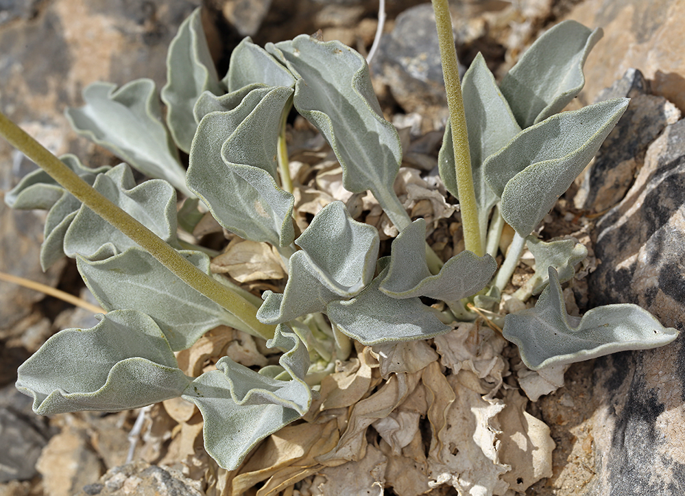 صورة Enceliopsis nudicaulis (A. Gray) A. Nels.