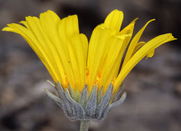 صورة Enceliopsis nudicaulis (A. Gray) A. Nels.