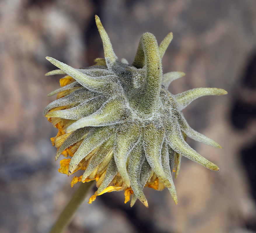 Image of nakedstem sunray