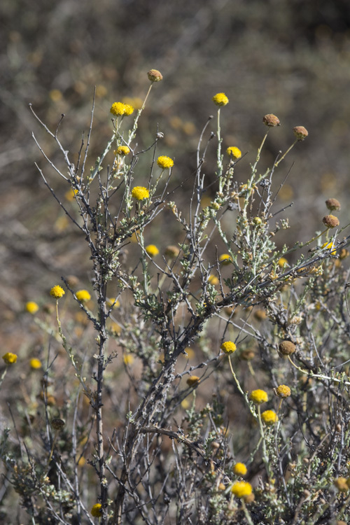 Image of African sheepbush