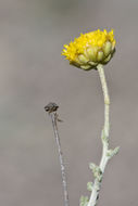 Image of African sheepbush