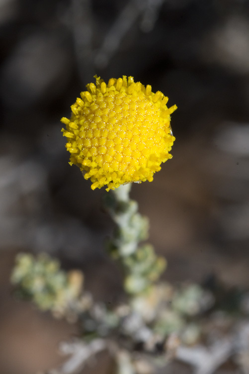 Image of African sheepbush