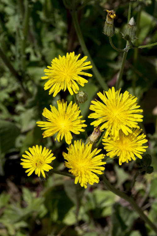 Plancia ëd Crepis vesicaria subsp. taraxacifolia (Thuill.) Thell.