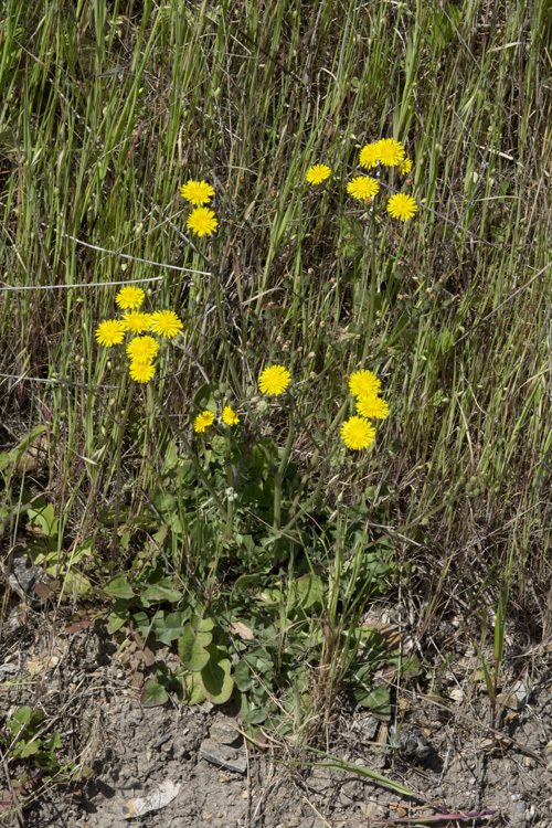 Plancia ëd Crepis vesicaria subsp. taraxacifolia (Thuill.) Thell.