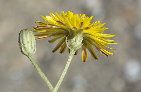 Image of beaked hawksbeard