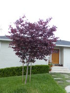 Image of eastern redbud