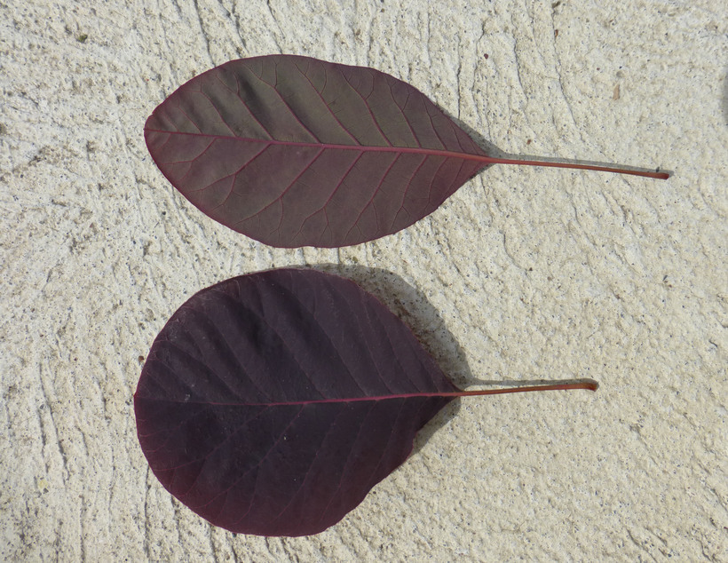 Image of European smoketree