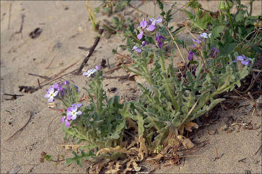 Image de Matthiola tricuspidata (L.) W. T. Aiton