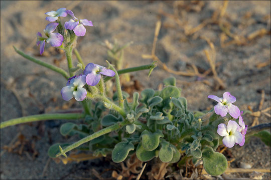 Image de Matthiola tricuspidata (L.) W. T. Aiton