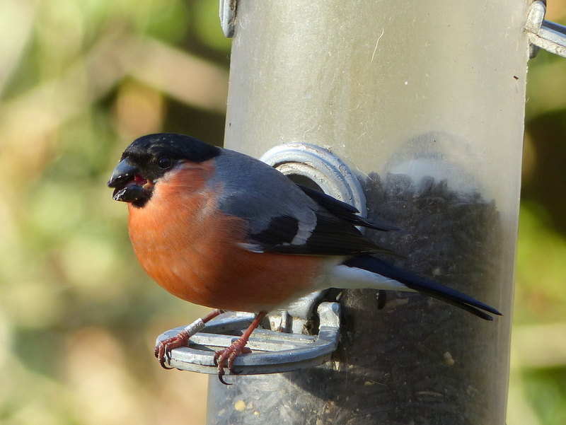 Image of Eurasian Bullfinch