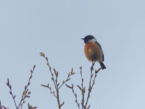 Image of European Stonechat