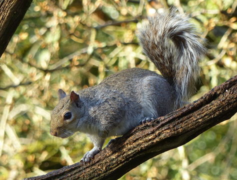 Image of eastern gray squirrel