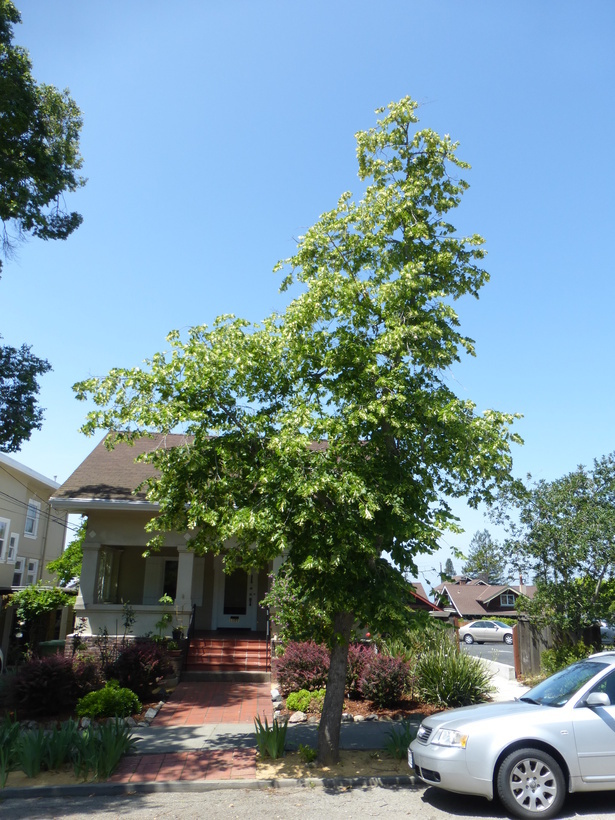 Image of Large-leaved Lime