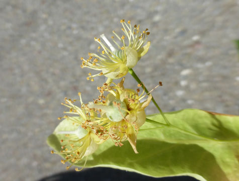 Imagem de Tilia platyphyllos Scop.