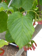 Image of tatarian maple