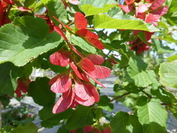 Image of tatarian maple