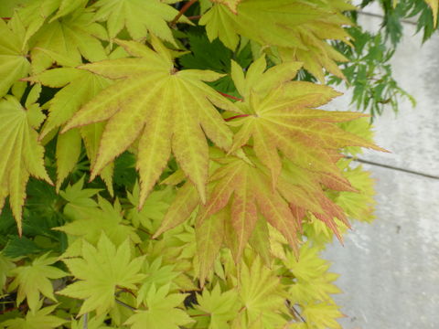 صورة Acer shirasawanum Koidzumi