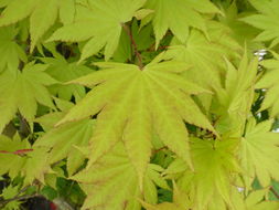 صورة Acer shirasawanum Koidzumi