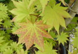 صورة Acer shirasawanum Koidzumi