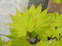 صورة Acer shirasawanum Koidzumi