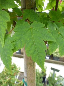 صورة <i>Acer tschonoskii</i> ssp. <i>koreanum</i>