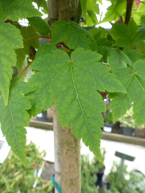 Image of <i>Acer tschonoskii</i> ssp. <i>koreanum</i>