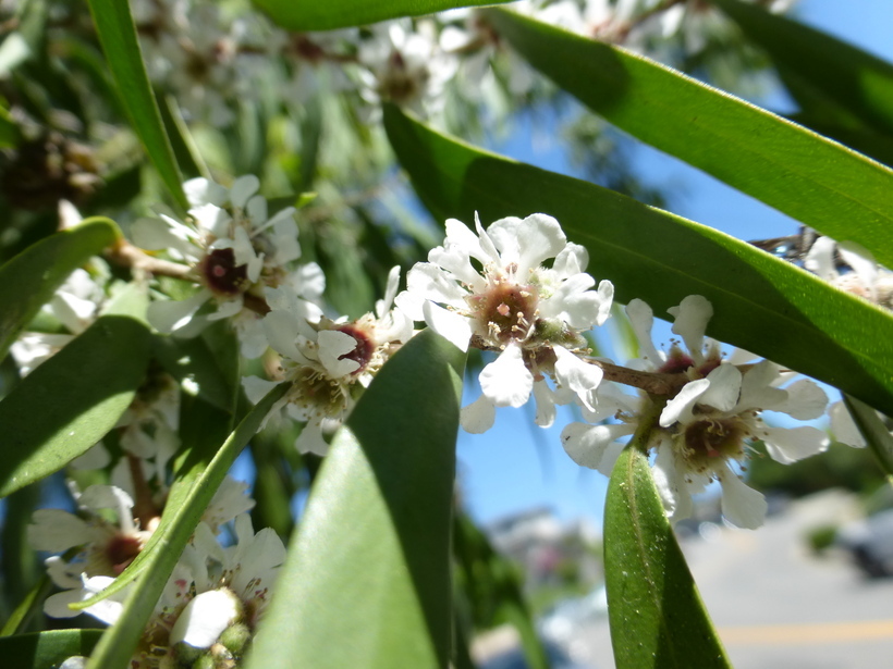 صورة Agonis flexuosa (Muhl. ex Willd.) Sweet