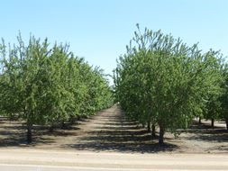 Image of flowering almond