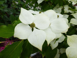 Plancia ëd Cornus kousa subsp. chinensis (Osborn) Q. Y. Xiang