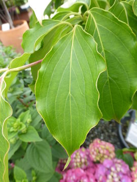 Plancia ëd Cornus kousa subsp. chinensis (Osborn) Q. Y. Xiang