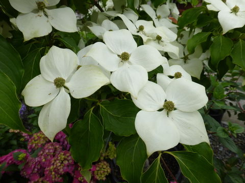 Plancia ëd Cornus kousa subsp. chinensis (Osborn) Q. Y. Xiang