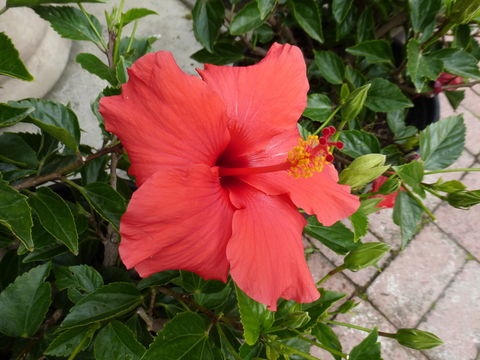 Image of China rose