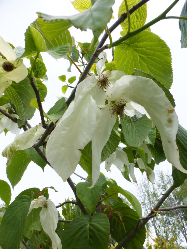 Image of Dove Tree