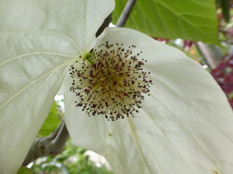 Image of Dove Tree