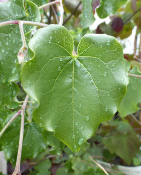 Image of <i>Cercis mexicana</i>