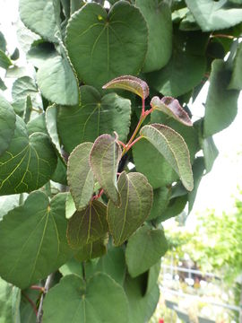 Image of Katsura Tree