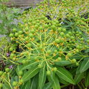 Image of Euphorbia stygiana H. C. Watson