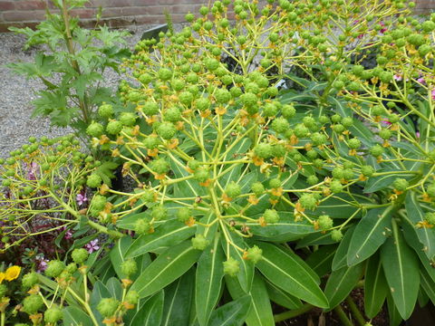 Image of Euphorbia stygiana H. C. Watson