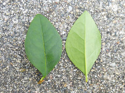 Image of Chinese privet