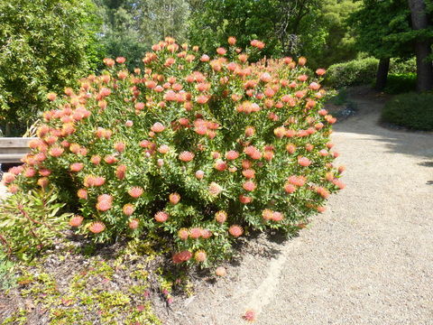 Image of red pincushion-protea