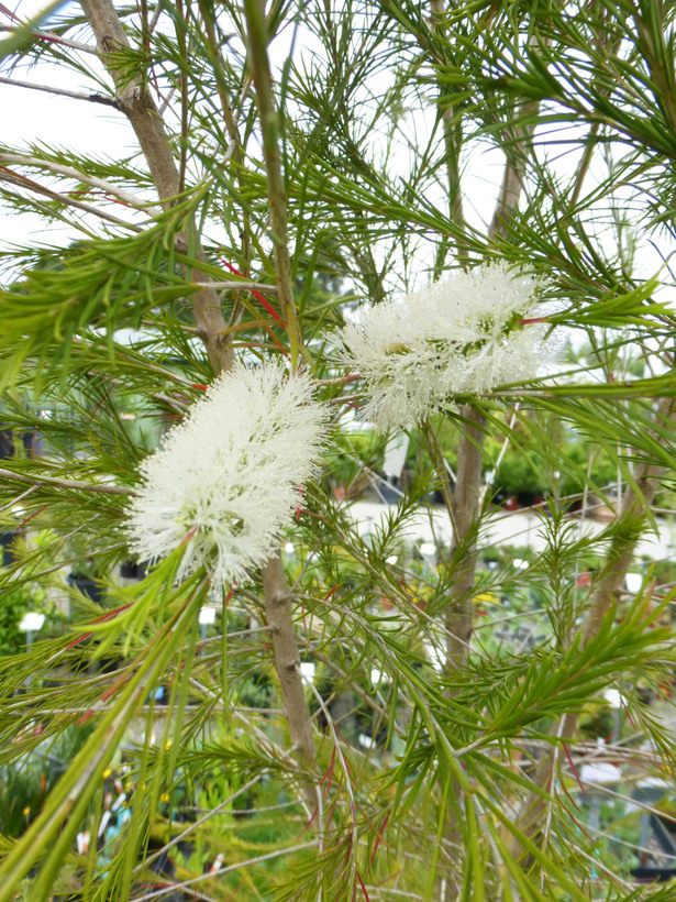 Bracelet Honey Myrtle - Melaleuca armillaris Green Globe 140 mm - The  Jungle Collective