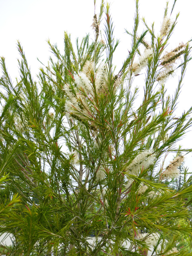 Слика од Melaleuca armillaris (Gaertner) Smith