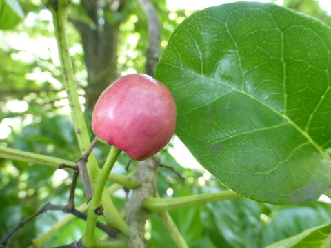 Image of Vitex lucens Kirk