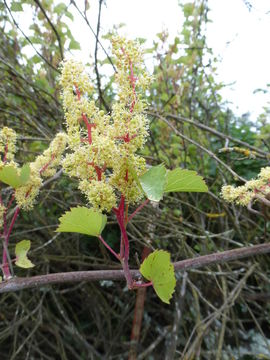 Image of wine grape