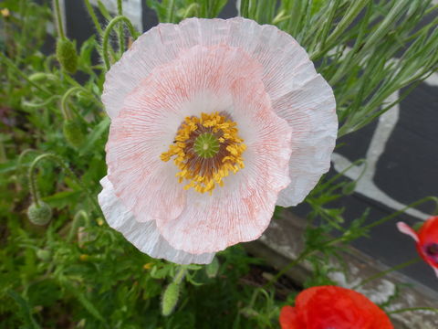 Image of corn poppy