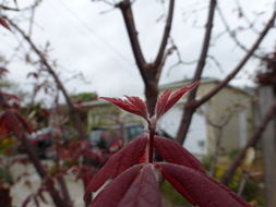 Image of Acer triflorum var. leiopodum Hand.-Mazz.