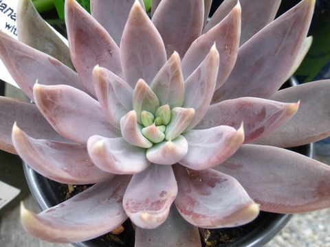 Image of Echeveria craigiana Walther