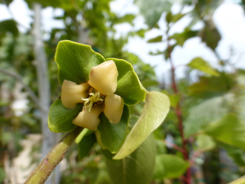 Image of japanese persimmon