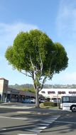 Image of American Sweetgum