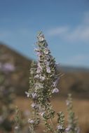 Image of white sage